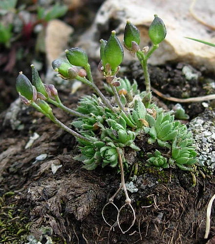 Draba globosa